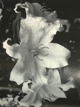 : item #16, image 2