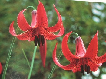 : item #16, image 4
