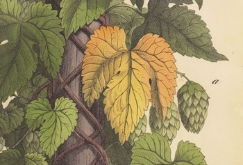 : item #31, image 3