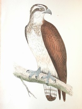: item #12, image 2