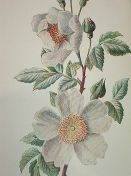 : item #10, image 3
