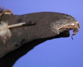: item #17, image 6