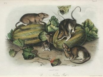 : item #19, image 2