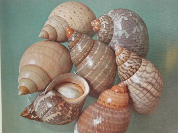 : item #36, image 2
